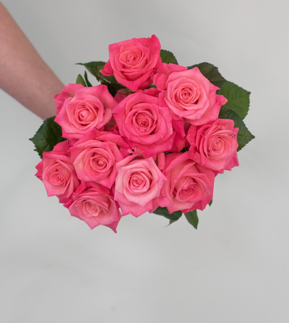 Розовые розы 50 см. 11 шт.