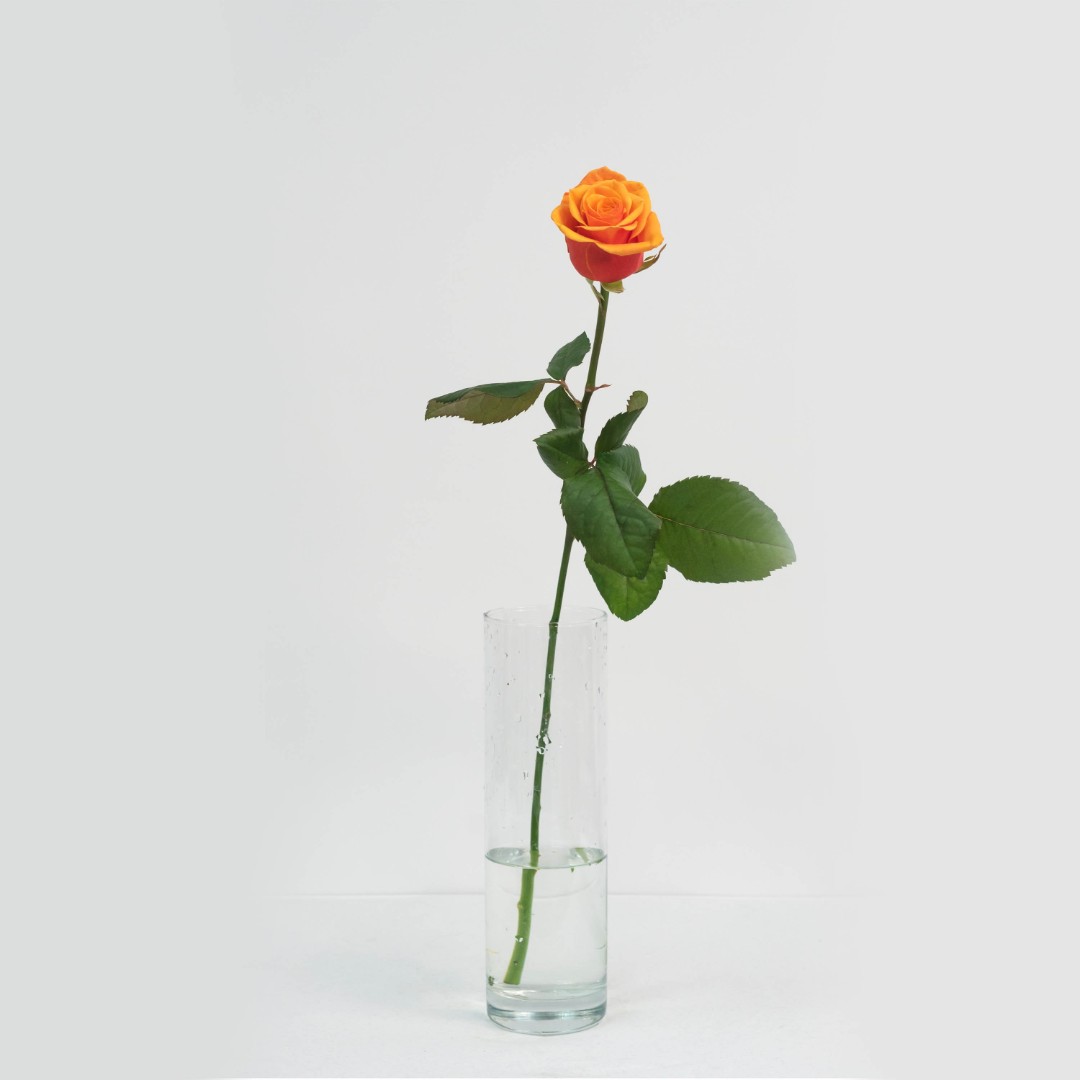 Роза 50 см. оранжевая 1 шт.
